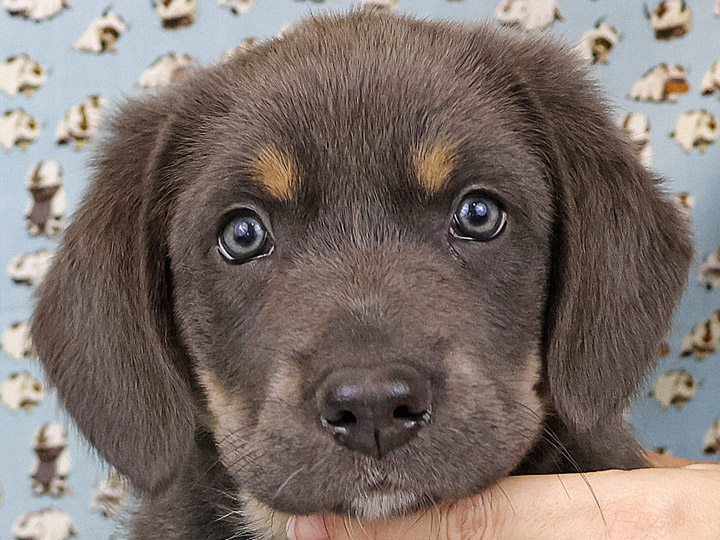 chinook puppy